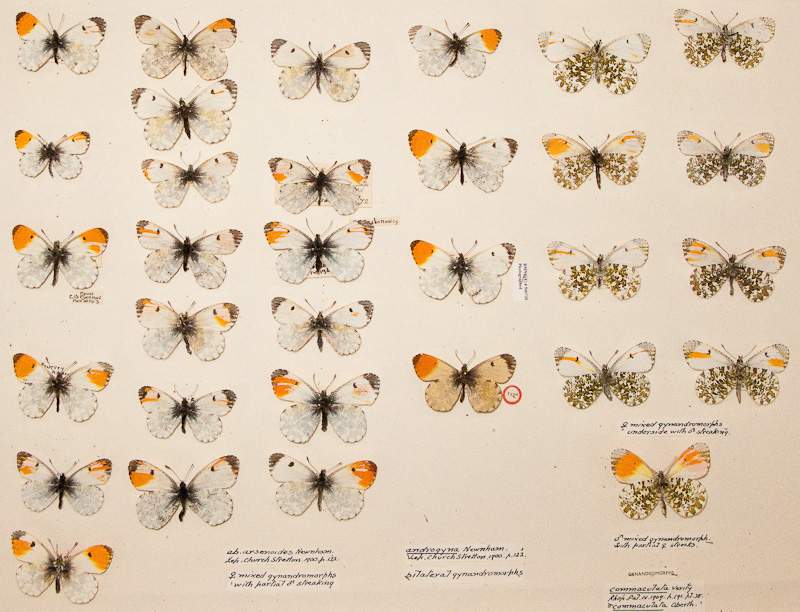 Anthocharis cardamines (gynandromorph collection) (Internet Image property of respective owner, non-commercial use only)